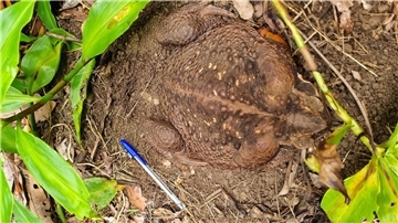 Eine Aga-Kröte („Cane Toad“) im Conway National Park in der Whitsunday-Region im Norden Queenslands Sie wurde „Toadzilla“ getauft.