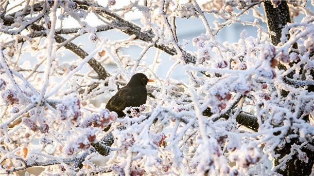 Eine Amsel sitzt im Morgenlicht in den überfrorenen Ästen eines Baumes und sucht nach den steinhart gefrorenen, roten Früchten, die noch daran hängen.