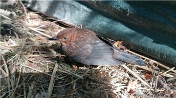 Vogel