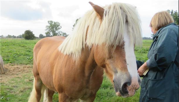 Eine Amtstierärztin bei der Arbeit: Tierschutzkontrollen gehören zum täglichen Geschäft des Zweckverbandes Veterinäramtes Jade-Weser.