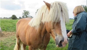 Eine Amtstierärztin bei der Arbeit: Tierschutzkontrollen gehören zum täglichen Geschäft des Zweckverbandes Veterinäramtes Jade-Weser.