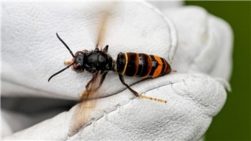Eine Asiatische Hornisse (Vespa velutina nigrithorax).