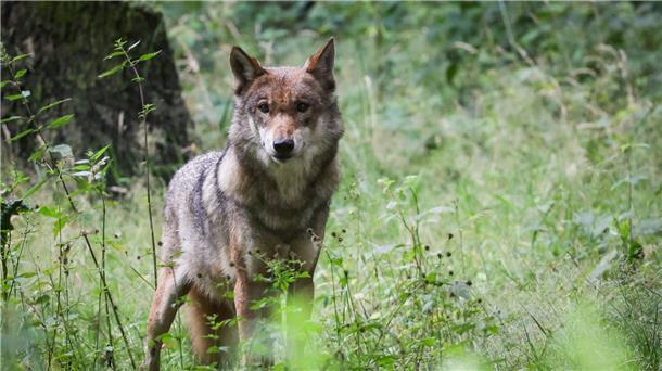 In Österreich wurden 2023 rund ein Dutzend Wölfe erlegt Eine ausgewachsener weiblicher Wolf. Besonders intensiv wurden die Tiere, die eigentlich durch die Fauna-Flora-Habitatrichtlinie der EU besonders geschützt sind, in Tirol und Kärnten bejagt.