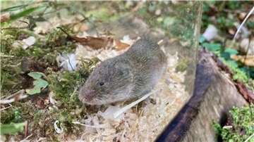 Eine Bayerische Kurzohrmaus (Microtus bavaricus) sitzt in einer Lebendfalle.
