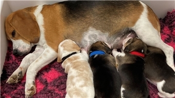 Eine Beagle-Mutter säugt ihre Welpen. Hundemamas erkennen ihren eigenen Nachwuchs am Gewimmer.