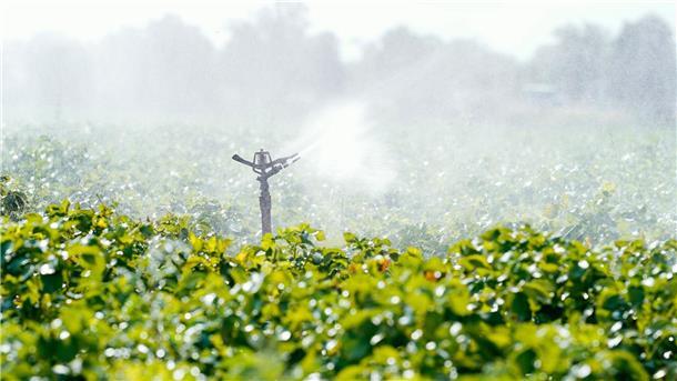Dürren: Landwirte müssen vermehrt für Wasser zahlen Eine Bewässerungsanlage versprüht Wasser auf einer Ackerfläche bei Beindersheim in Rheinland-Pfalz.