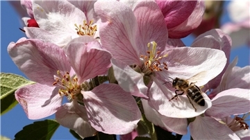 Eine Biene bedient sich im mecklenburgischen Gnoien an einer Apfelblüte.