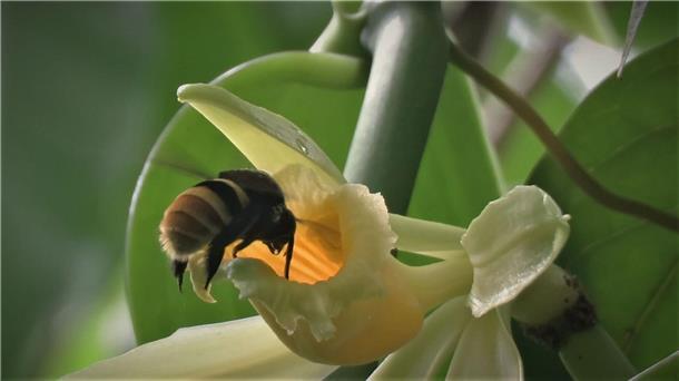 Eine Biene besucht eine Vanilleblüte.