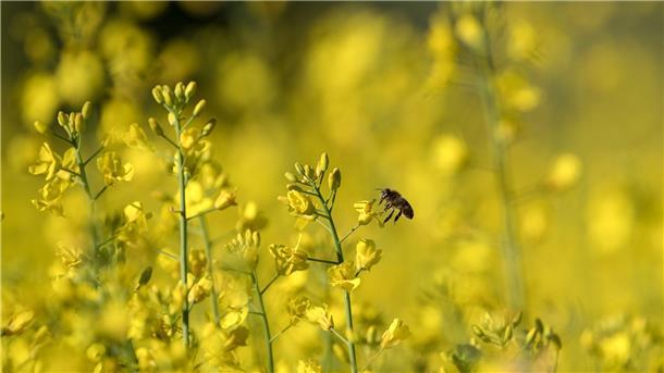 Eine Biene sammelt in einem gelb blühenden Rapsfeld Nektar. In der Region werden solche Bilder immer seltener, denn Raps verschwindet mehr und mehr aus der Landschaft. Um ihn zu halten, sind große Anstrengungen erforderlich.