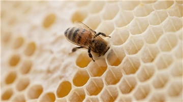 Eine Biene steckt ihren Kopf in den Hohlraum einer Bienenwabe.