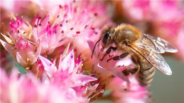 Bilder des Tages Eine Biene sucht auf einer Blüte nach Nektar.