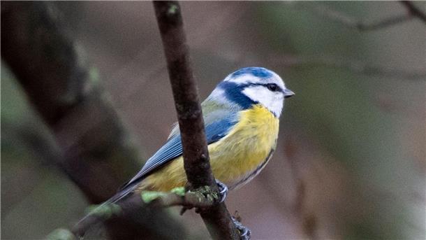 Weniger Vögel bei Zählaktion gesichtet Eine Blaumeise sitzt auf einem Ast.