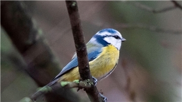 Eine Blaumeise sitzt auf einem Ast.