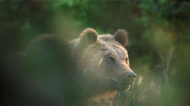 Braunbärin aus italienischem Nationalpark erschossen Eine Braunbärin in Italien. (Symbolbild)