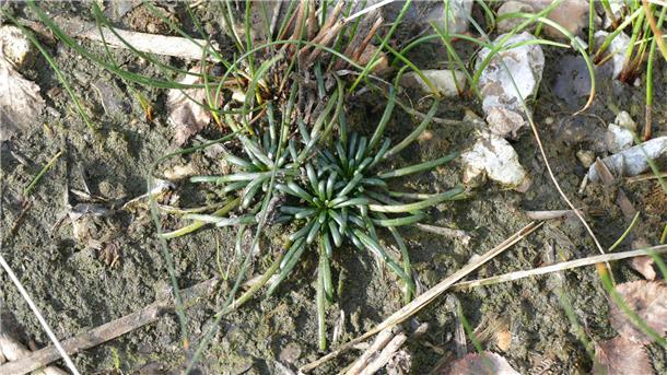Lobelie am Silbersee in Wehdel
