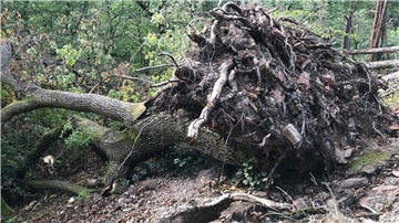 Hitze und Trockenheit: Immer wieder fallen Laubbäume um Eine Eiche wurde durch einen Sturm umgeworfen und liegt in einem Waldstück.