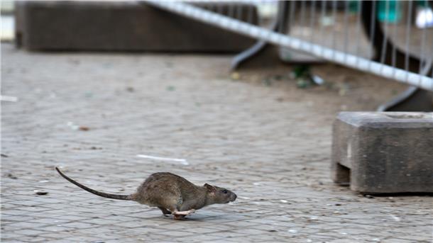 Eine einzelne Ratte flitzt über die Straße. 