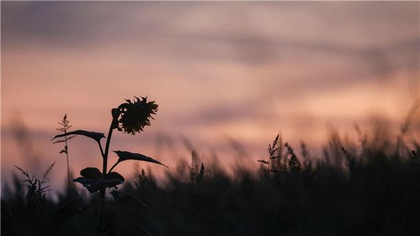 Bilder des Tages Eine einzelne Sonnenblume ragt bei Sonnenaufgang aus einem Feld.