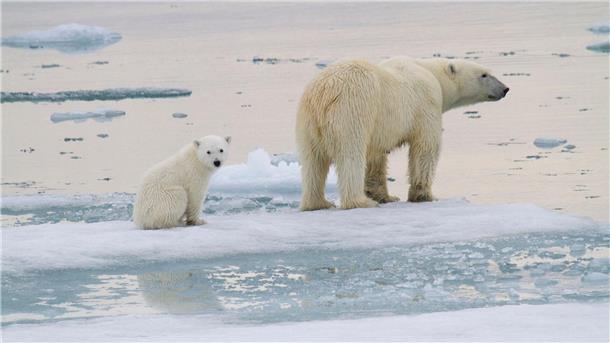 Wie junge Eisbären ihre Geburtshöhlen verlassen Eine Eisbär-Mutter ist mit einem Jungtier auf einer Eisscholle vor der Küste von Spitzbergen unterwegs.
