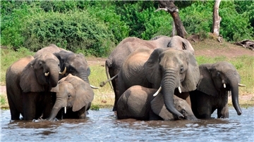 Eine Elefantenherde im Chobe-Nationalpark im Norden Botsuanas (Archivbild).