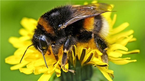 Eine Erdhummel auf Nahrungssuche.