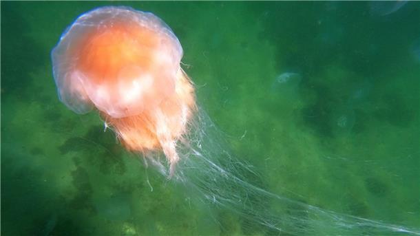 Quallen dringen verstärkt in den Arktischen Ozean vor Eine Feuerqualle schwimmt in der Ostsee.