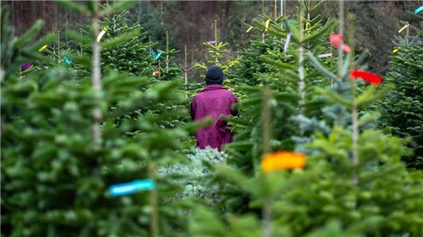 Eine Frau geht zwischen den Bäumen einer Christbaum-Plantage in Rudendorf entlang. 
