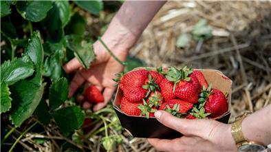 Eine Frau hält auf einem Feld eine Schale Erdbeeren in den Händen.