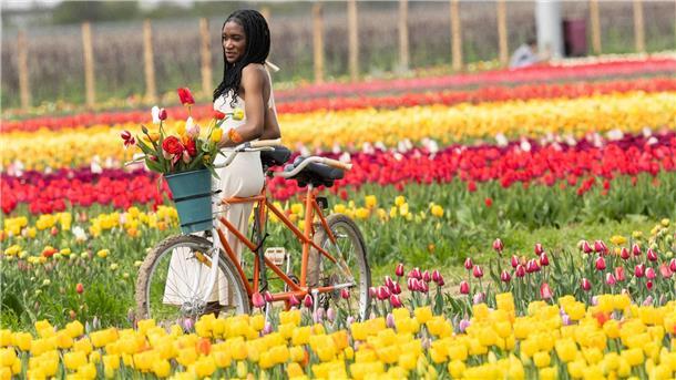 Eine Frau lehnt für Bilder an einem Tandem in Feldern voller Tulpen auf einer Tulpenfarm in Kanada.