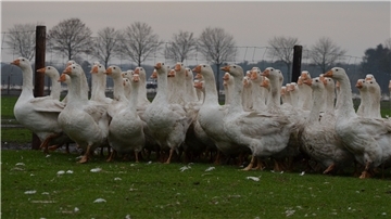 Eine Gänseschar läuft durch ihr Freiland-Gehege in Frankenbostel bei Zeven. 50.000 Tiere hat Familie Lüdemann seit April dort gemästet. Die meisten davon kommen zu Weihnachten auf den Tisch.
