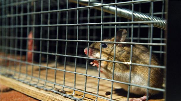 „Wir wollen Ihre Mäuse“ - Städtische Nagetiere gesucht Eine gefangene Maus sitzt in einer Lebendfalle. US-Forscher wären an ihr wohl interessiert.