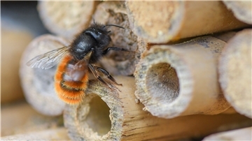 Eine Gehörnte Mauerbiene (Osmia cornuta) an einem speziellen Insektenhotel in einer Obstplantage.