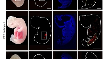 Eine grafische Darstellung zeigt „humanisierte“ Nierenzellen (rote Fluoreszenz) im Inneren von Embryos von Schweinen im Vergleich zu normalen, nicht manipulierten Schweineembryos.