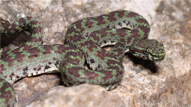 Eine grün-schwarze Grubenotter (Trimeresurus ciliaris) scheint Wimpern zu haben.