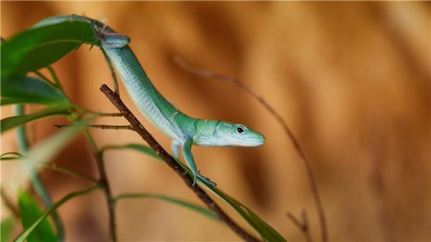Reptilien als Haustiere - Faszination mit Folgen Eine grüne Baumeidechse läuft auf einer Zimmerpflanze.