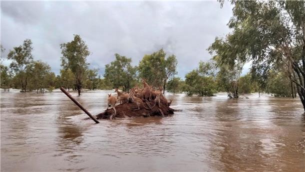 Jahrhundertflut in australischer Kimberley-Region  Eine Gruppe Kängurus, die im Hochwasser von Kimberly gestrandet sind.