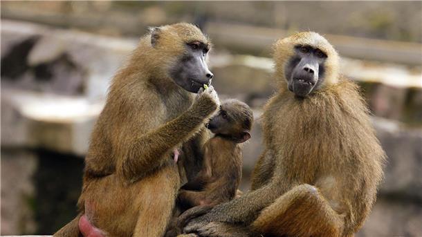 Tiergarten Nürnberg will Paviane für Artenschutz töten Eine Gruppe Paviane in ihrem Gehege im Tiergarten in Nürnberg.