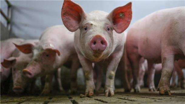 Hohe Kosten machen Schweinehaltern Sorgen Eine Gruppe von Schweinen im Mastbetrieb in einem Stall mit Vollspaltenböden.