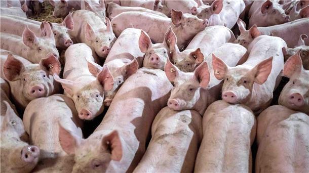 Schweinehalter begrüßen Einführung von Tierhaltungslogo Eine Gruppe von Schweinen in einem Mastbetrieb wird auf Stroh gehalten.