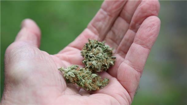 Cannabis-Streit: Land will sich im Bundesrat enthalten Eine Hand hält getrocknete Cannabis-Blüten.