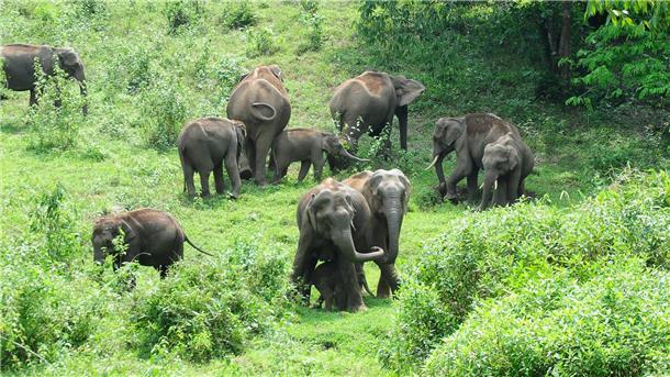 Problem-Elefant in Indien umgesiedelt Eine Herde wilder Elefanten grast im südindischen Bundesstaat Kerala: Ein Tier machte hier immer wieder Probleme.