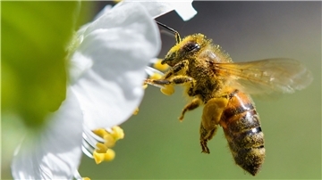 Eine Honigbiene ist im Anflug auf eine Süßkirschblüte.