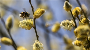 Eine Hummel sitzt auf einem Weidenkätzchen. 