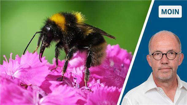 Einsatz für Snapy: Wie wir einer Hummel die Freiheit geschenkt haben Eine Hummel sitzt auf einer Bartnelke.