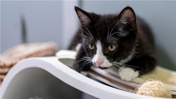 Katze am beliebsten: Mehr Aufklärung zu Haustieren gefordert Eine junge Katze liegt in ihrem Gehege im Berliner Tierheim.