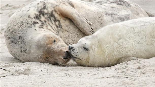 Schon mehr als 600 Kegelrobben auf Helgoländer Düne geboren Eine junge Kegelrobbe und das Muttertier liegen am Strand vor der Hochseeinsel Helgoland.