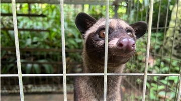 Eine junge Schleichkatze in ihrem Käfig in einem Kaffeegarten für Touristen auf Bali. Die Tiere werden eingesperrt, um Luwak Coffee (Kopi Luwak) zu produzieren, den wohl teuersten Kaffee der Welt.