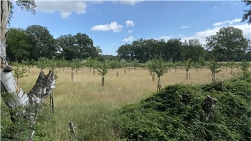 Junge Streuobstwiese bei Hesedorf/Gyhum.
