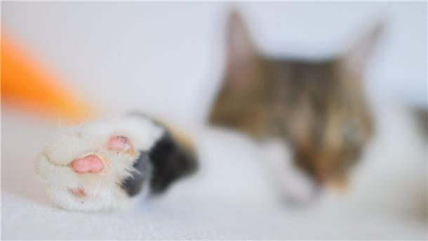 Linkspfoter - Auch Tiere haben eine Lieblingsseite Eine Katze liegt mit einer ausgestreckten Pfote in einer Wohnung.