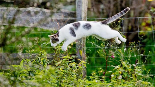 Eine Katze springt in einem Garten ins Gebüsch.